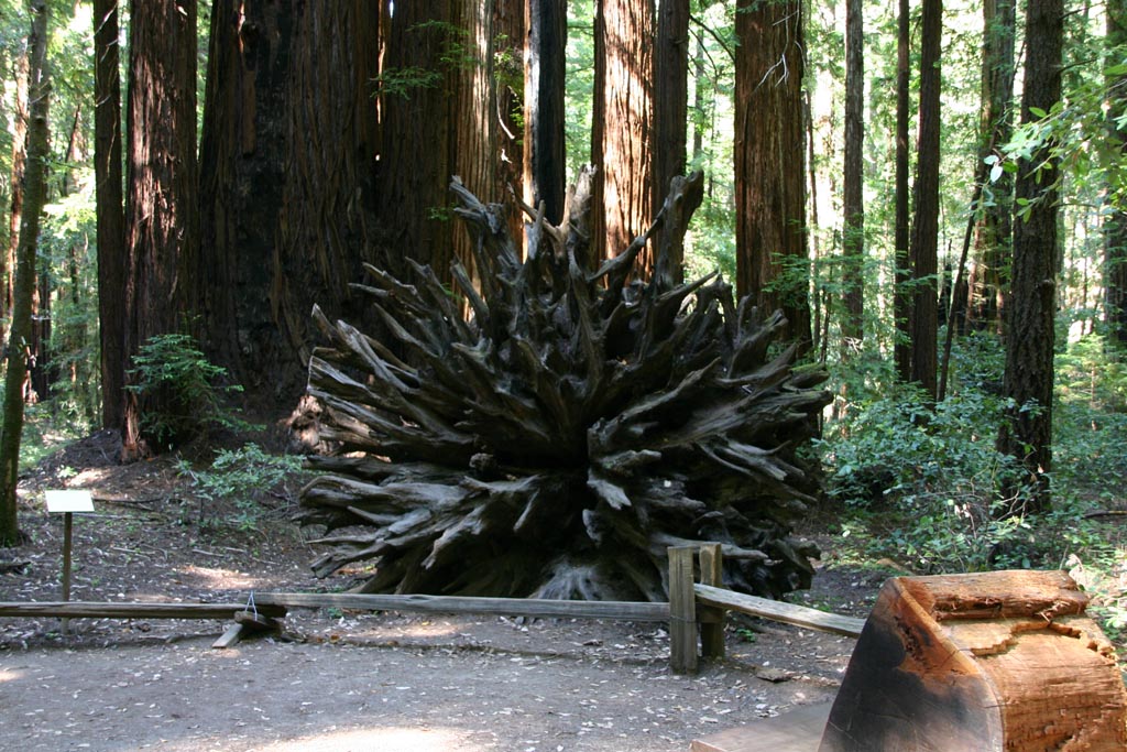 4Runner_Redwood_05.jpg