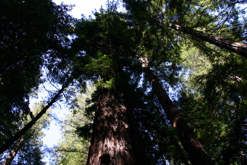 4Runner_Redwood_06.jpg